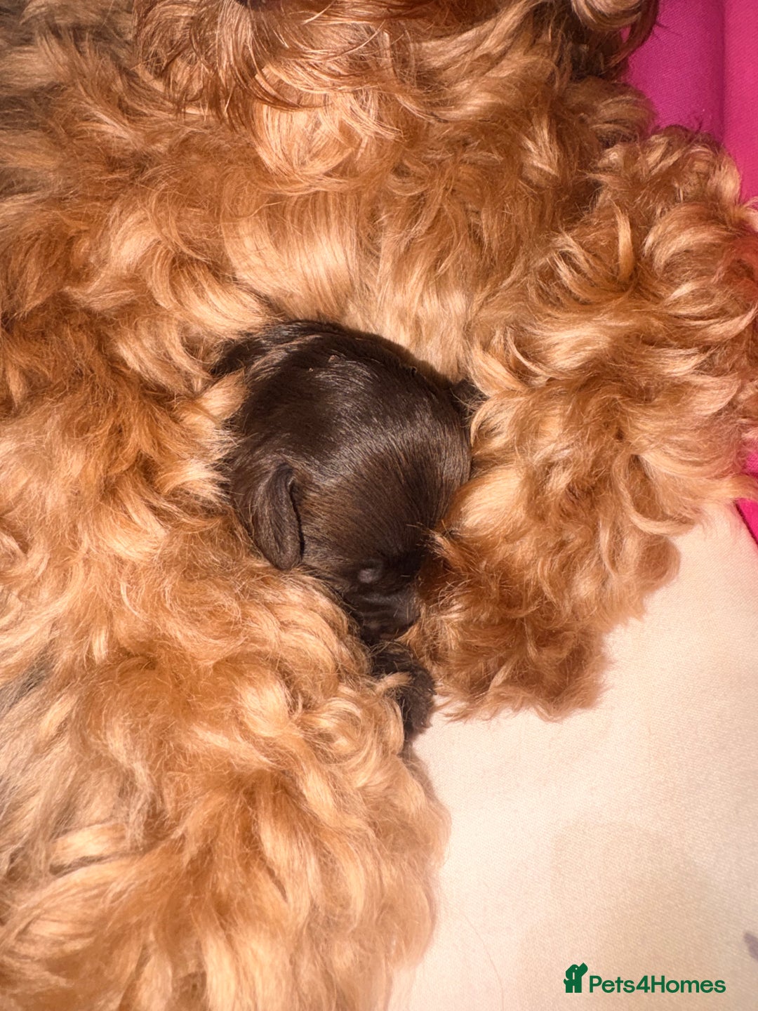 Cockapoo dogs for sale: F2 cockerpoo puppies  - Advert 13