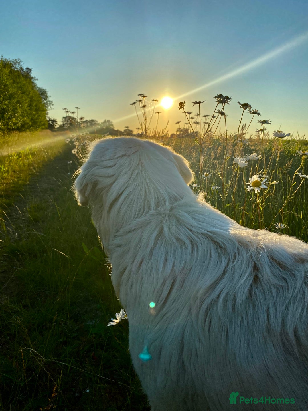 Golden Retriever dogs for sale: Beautiful and fluffy Golden Retriever puppies - Advert 20