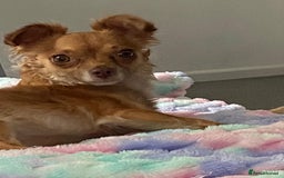 Chorkie dogs for sale: Small Fluffy Chihuahua Mix - Image 2