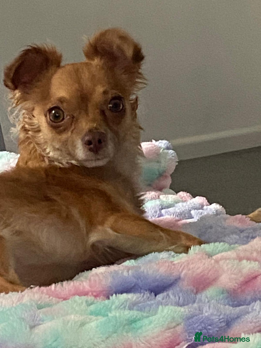 Chorkie dogs for sale: Small Fluffy Chihuahua Mix - Image 2