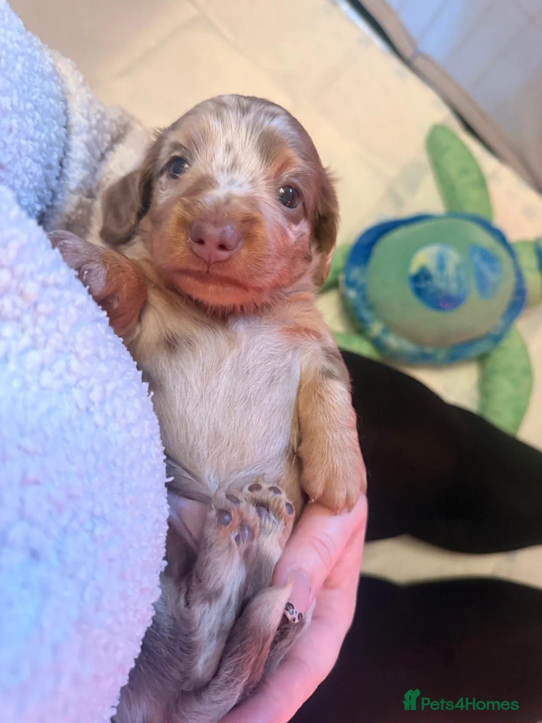 Miniature Dachshund dogs for sale: Miniature dachshunds for sale  - Advert 4