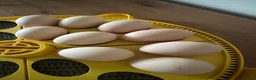 Chickens poultry for sale: 6x hatching eggs - Quality Barred Plymouth Rock LF - Advert 3