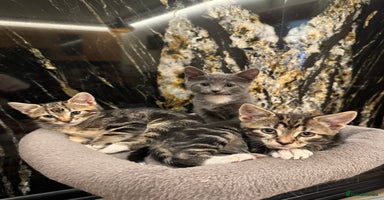 Mixed Breed cats - Advert 8