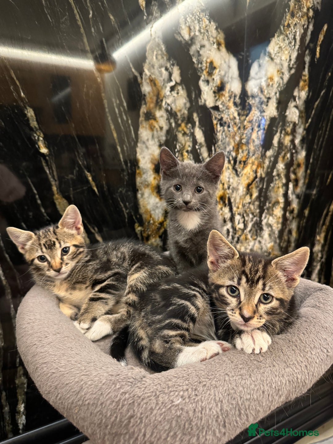 Mixed Breed cats for sale: ✨ Adorable Kittens Looking for Loving Homes ✨ - Image 2