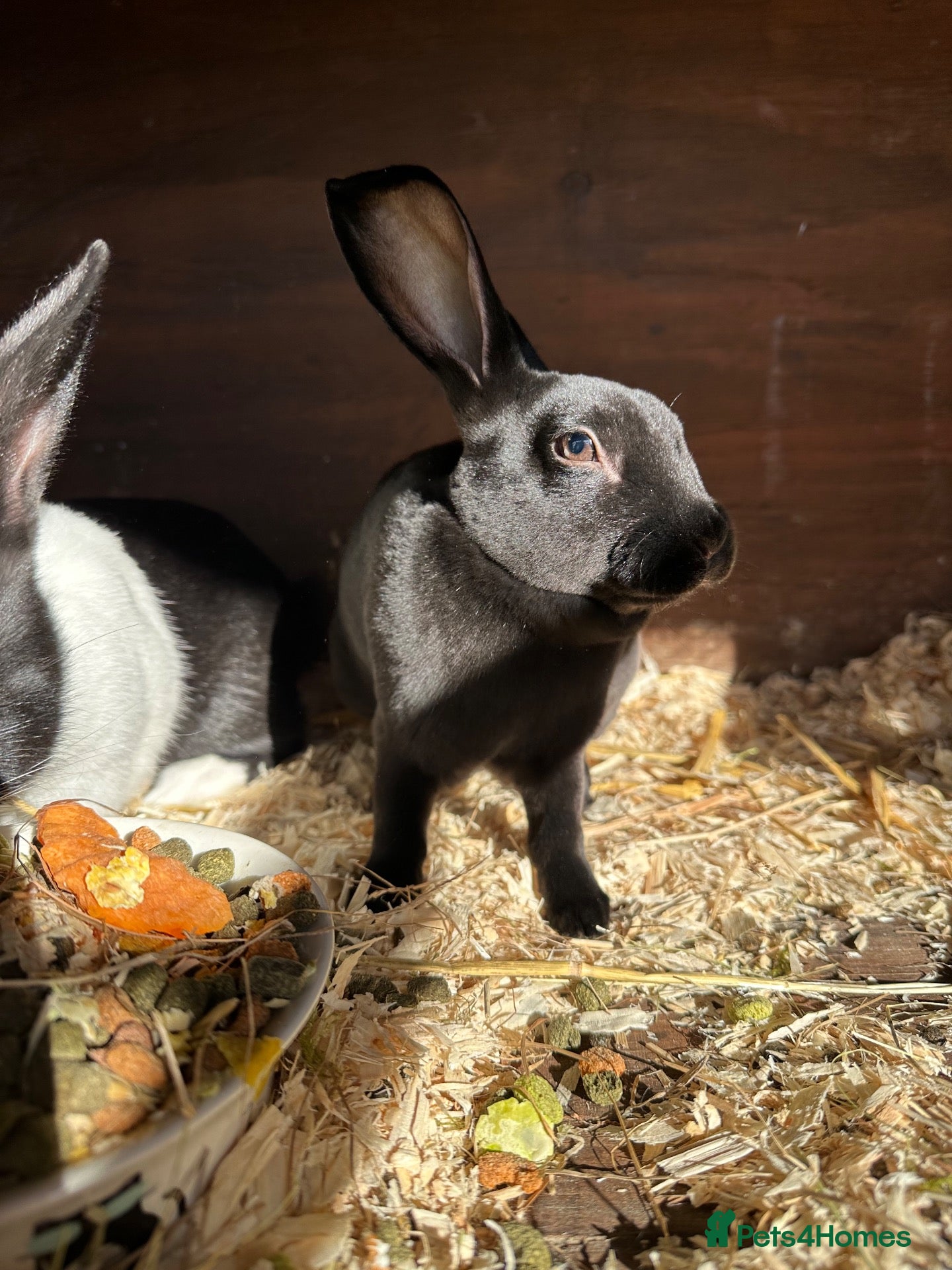 Rex rabbits Beautiful Baby Rex Bunnies 11 Weeks old  - Advert 1