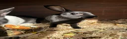 Rex rabbits for sale: Beautiful Baby Rex Bunnies 11 Weeks old  - Advert 1