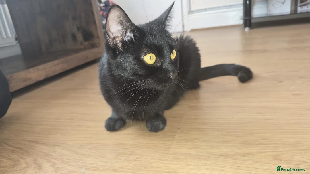 Mixed Breed cats for sale: Mix maincoon kittens black and tuxedo  - Advert 2