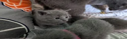 Russian Blue cats for sale: Stunning Russian Blue Kittens–Pedigree&TICA Reg - Advert 2