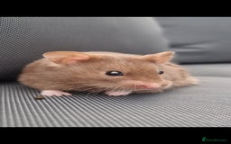 Hamster rodents for sale: Sweet young hamster with large cage&full set up - Image 2