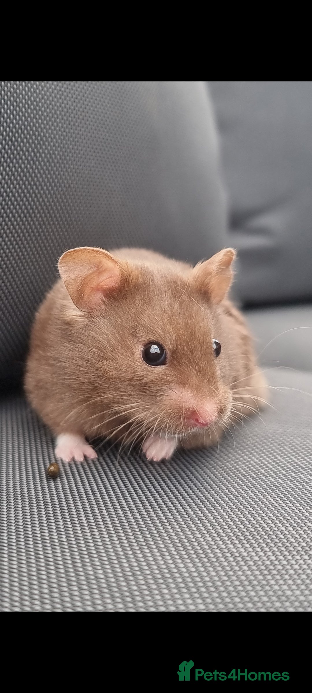 Hamster rodents for sale: Sweet young hamster with large cage&full set up - Image 2