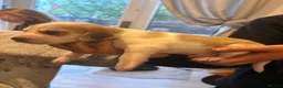 Beagle dogs for sale: Beagle pups in Bradford - Advert 10