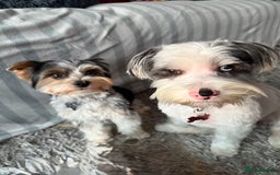Biewer Terrier dogs for sale: Beautiful Biewer puppies  - Image 12