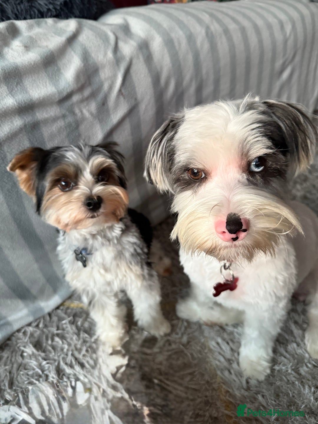 Biewer Terrier dogs for sale: Beautiful Biewer puppies  - Image 12