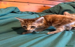 Mixed Breed cats for sale: 5 beautiful European short hair calico tabby’s  - Image 15