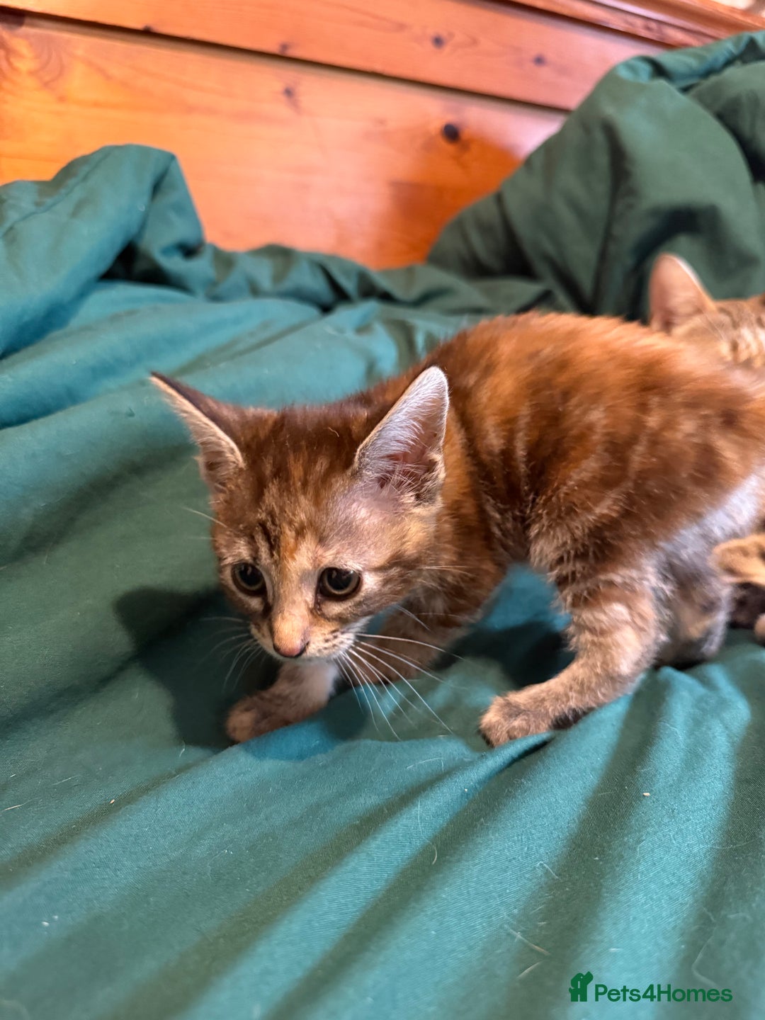 Mixed Breed cats for sale: 5 beautiful European short hair calico tabby’s  - Image 15