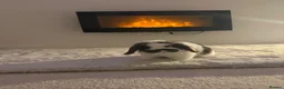 Dwarf Lop rabbits for sale: Dwarf lop rabbit super friendly  in Oldham - Advert 2