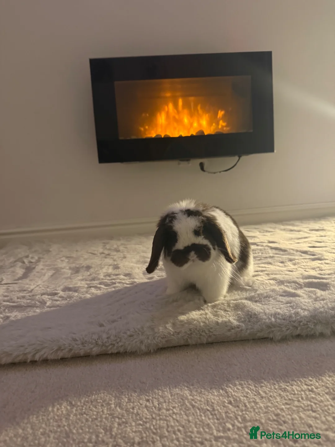 Dwarf Lop rabbits for sale: Dwarf lop rabbit super friendly  in Oldham - Advert 2