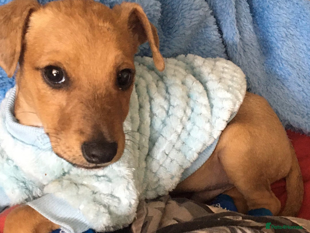 Mixed Breed dogs for sale: Alfie - Image 2