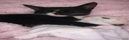 Domestic Shorthair cats for sale: Young cat for sale 🐱 - Advert 2