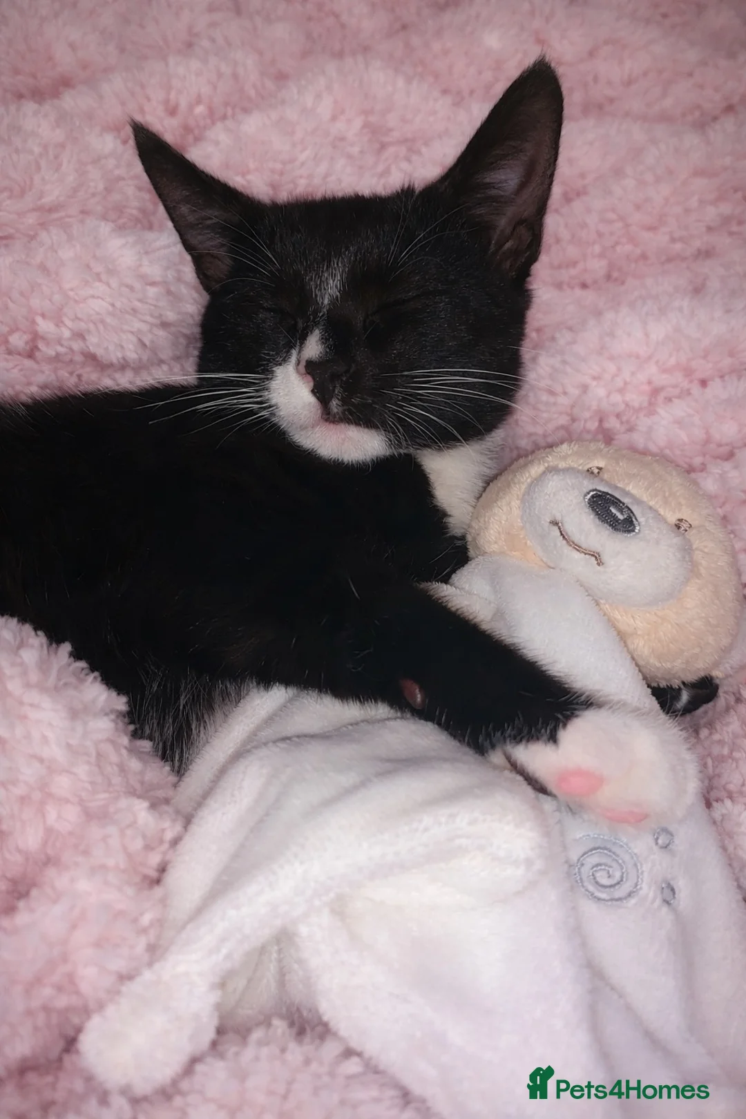Domestic Shorthair cats for sale: Young cat for sale 🐱 - Advert 2