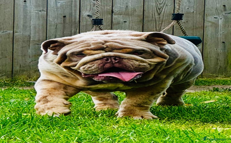 English Bulldog dogs - Advert 2