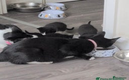 Mixed Breed cats for sale: Playful little boy - Image 4