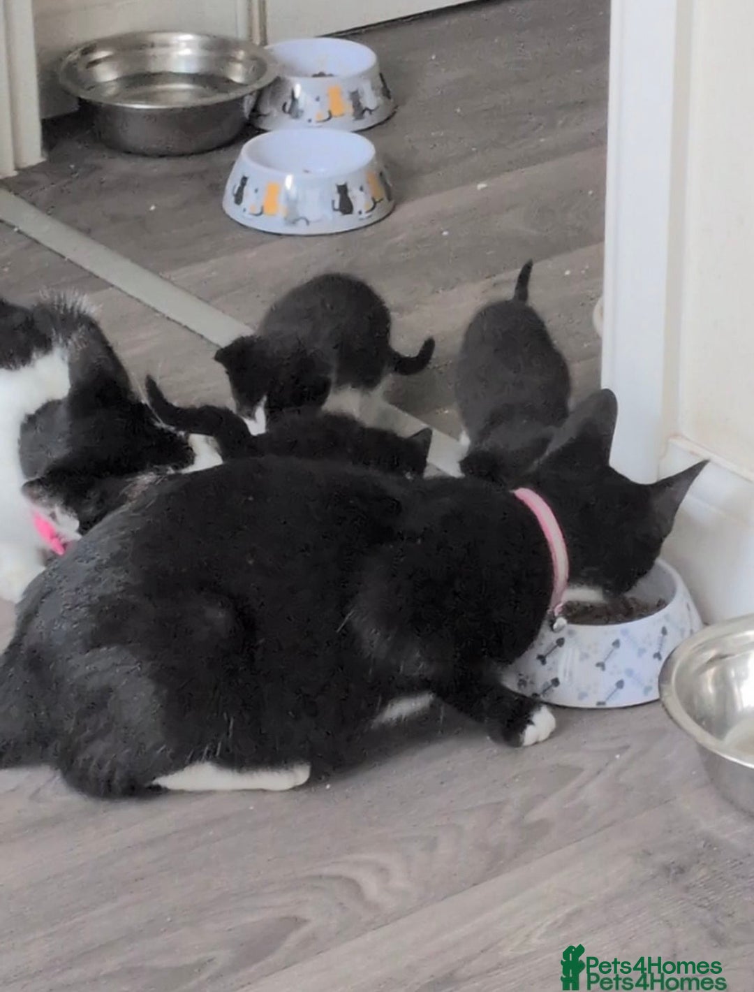 Mixed Breed cats for sale: Playful little boy - Image 4