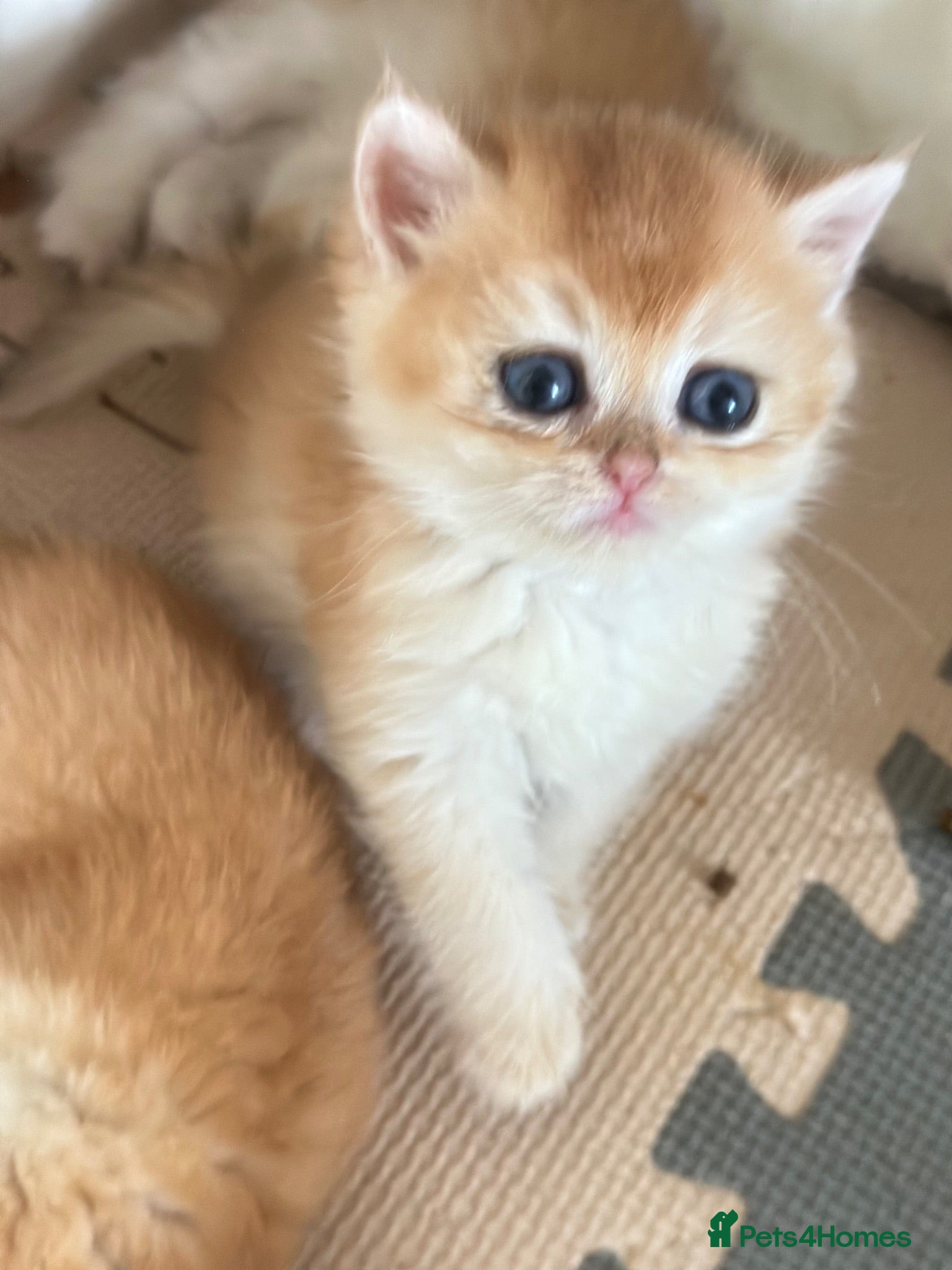 British Shorthair cats Gorgeous GCCF registered British shorthair Gold. - Advert 2