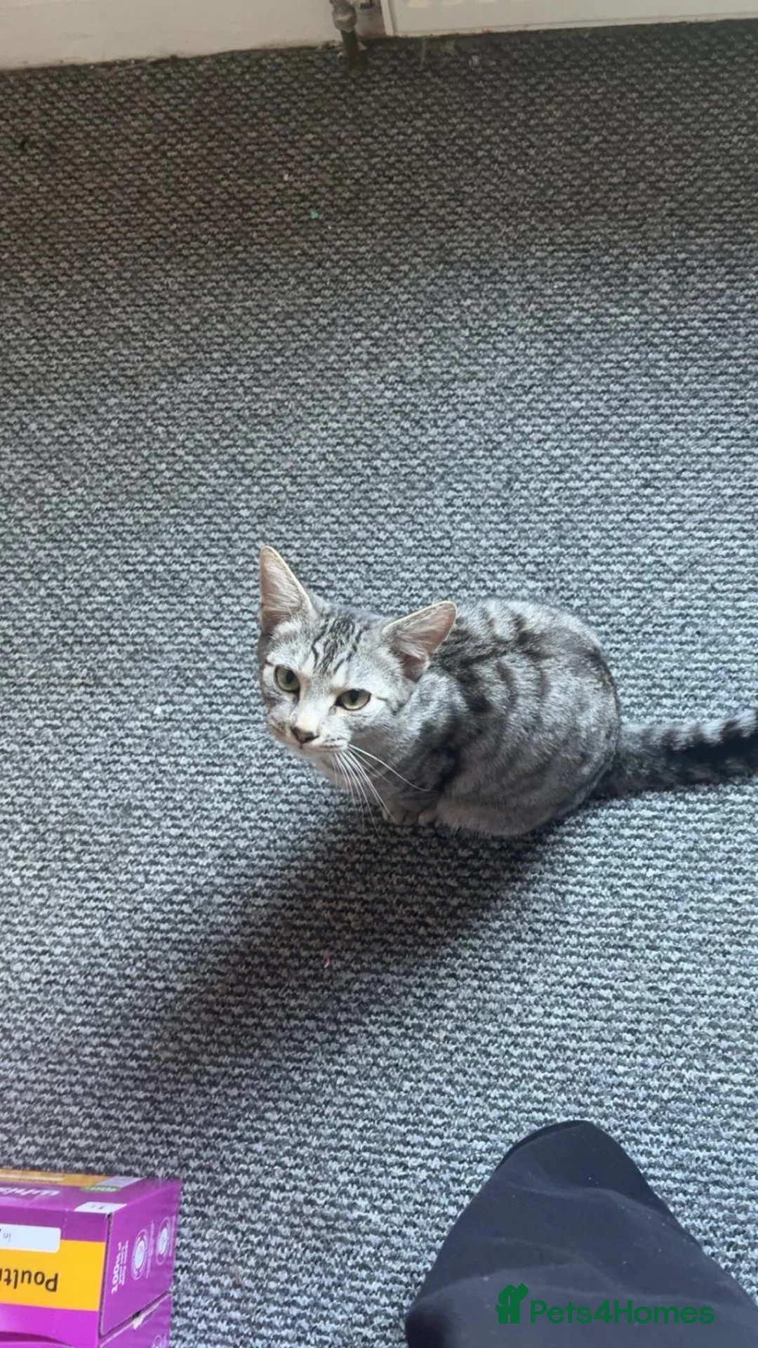 American Shorthair cats for sale: Grey tabby cat in Mansfield - Advert 2