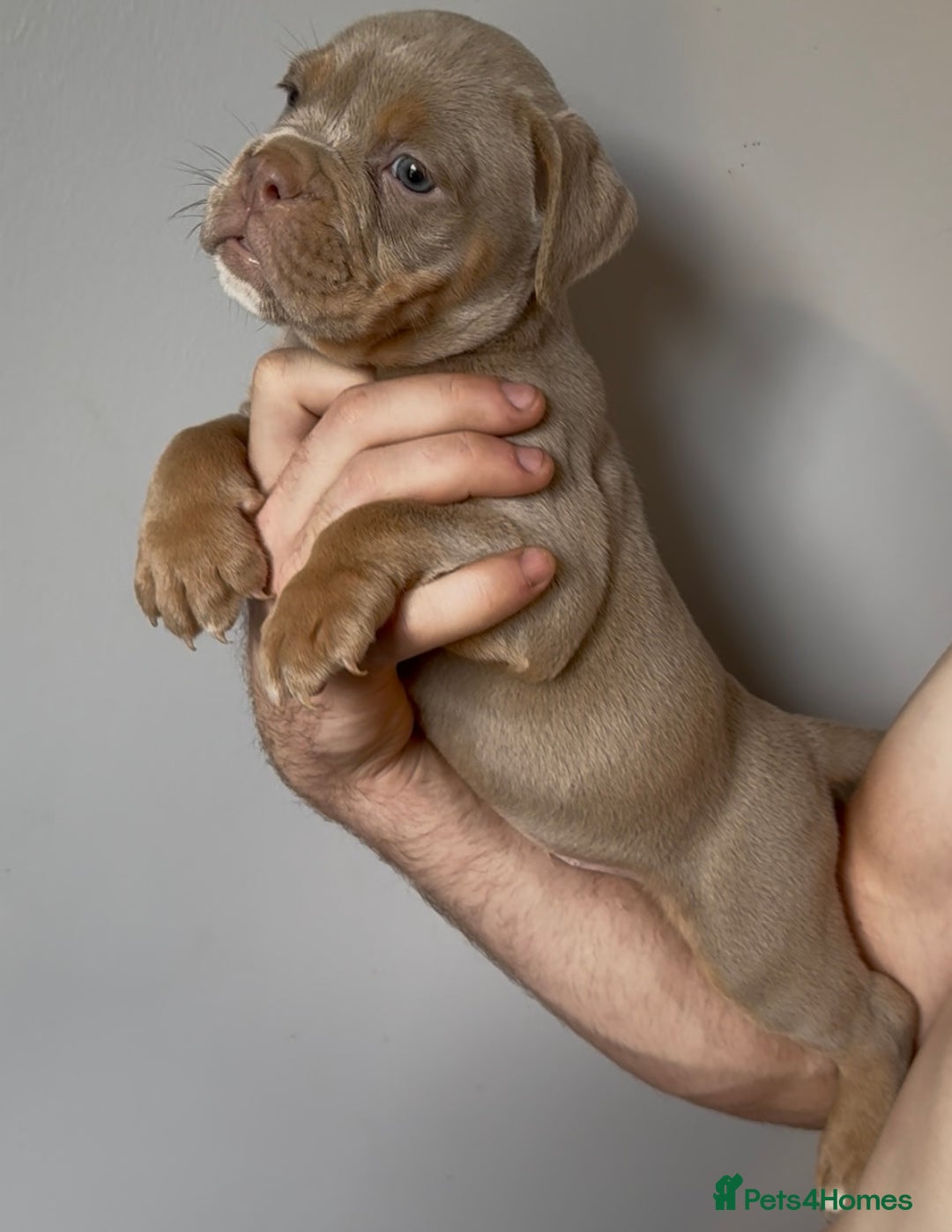 Olde English Bulldogge dogs for sale: Olde English bulldog puppies READY NOW - Image 3