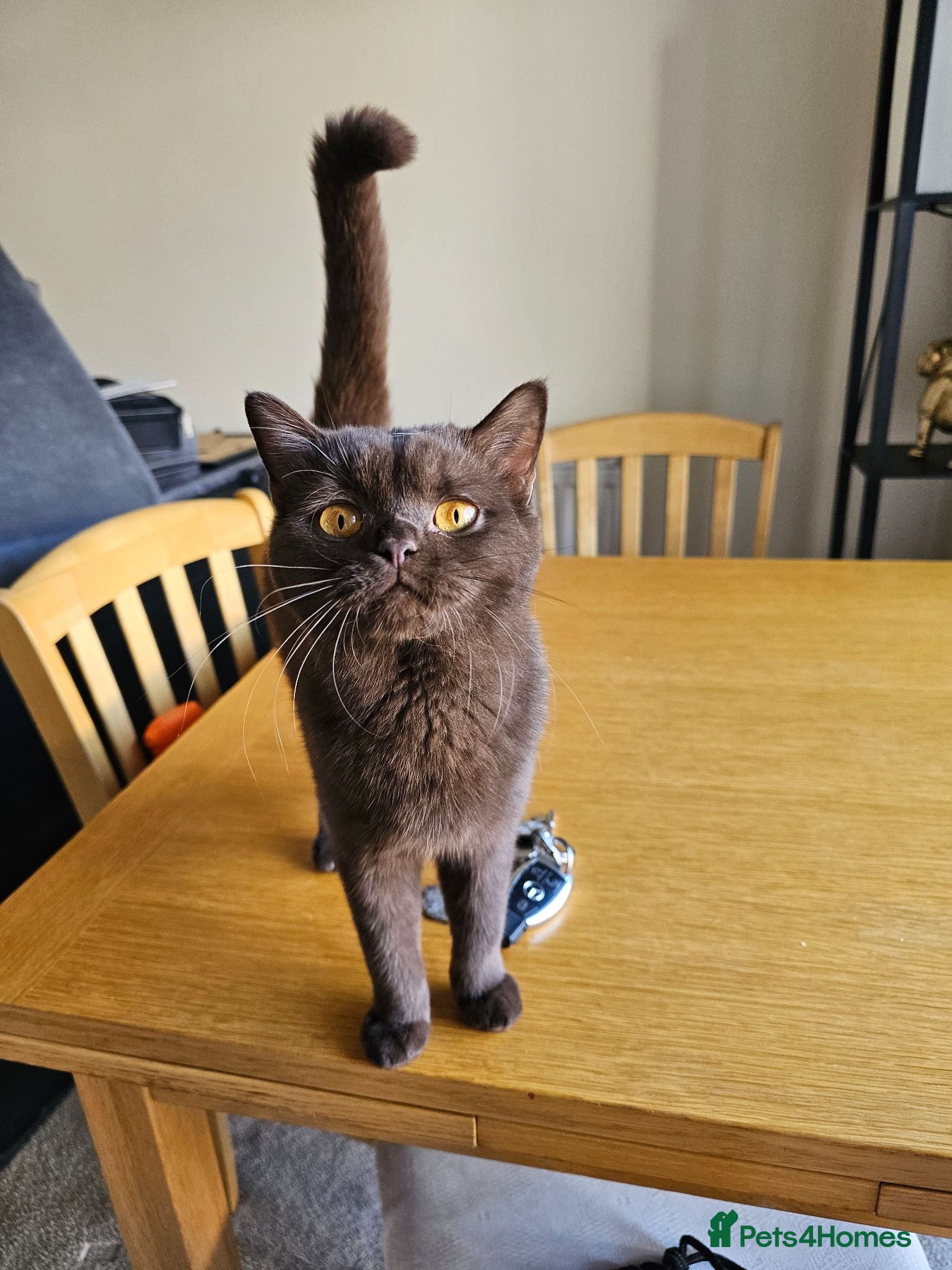 British Shorthair cats Active chocolate female  - Advert 3