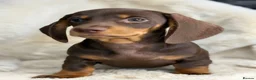 Miniature Dachshund dogs for sale: Beautiful dachshund puppies  - Advert 1