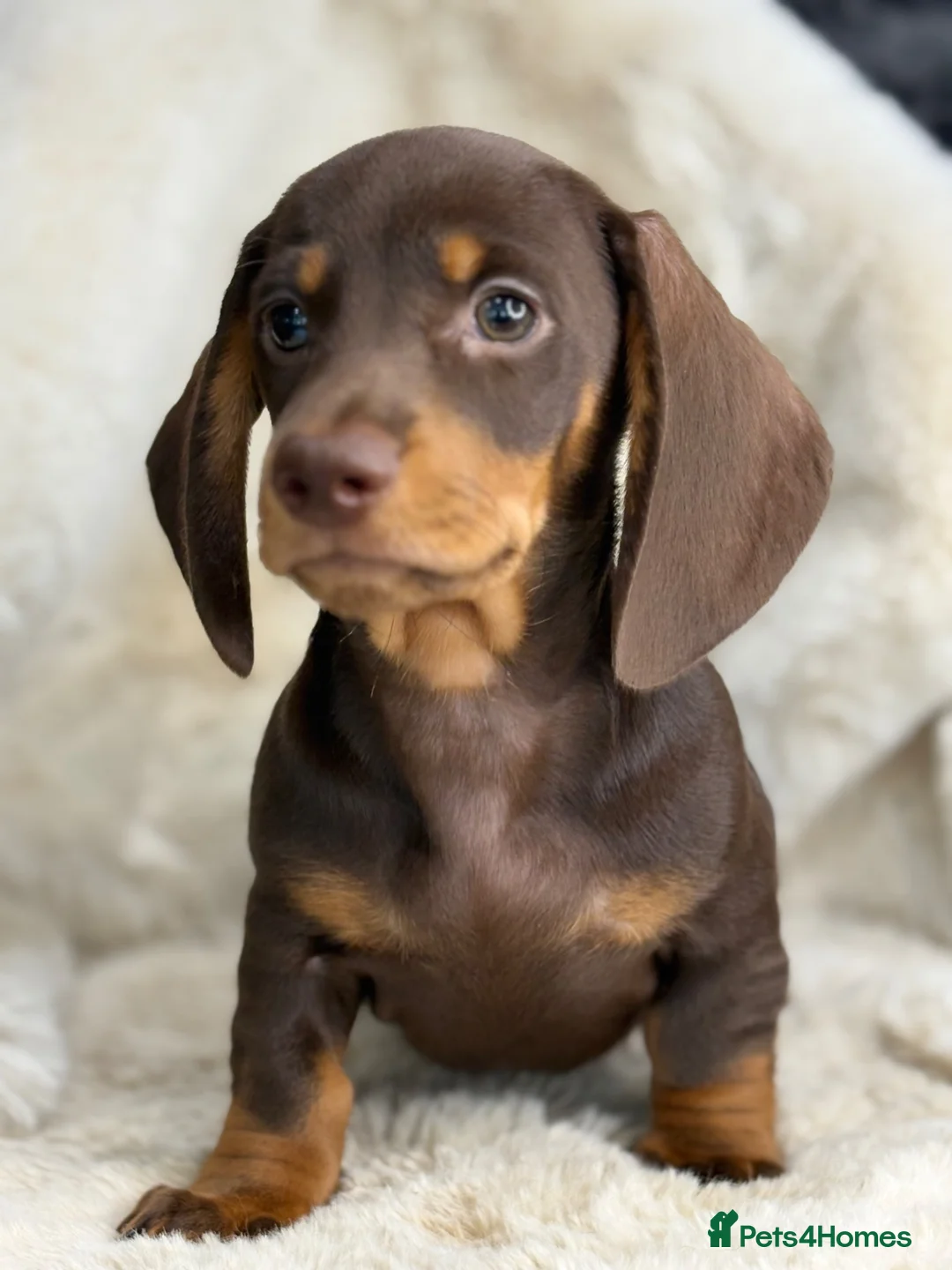 Miniature Dachshund dogs for sale: Beautiful dachshund puppies  - Advert 1