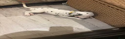 Dalmatian dogs for sale: 🐾 Stunning KC Pedigree Dalmatian Puppies 🐾 - Advert 7