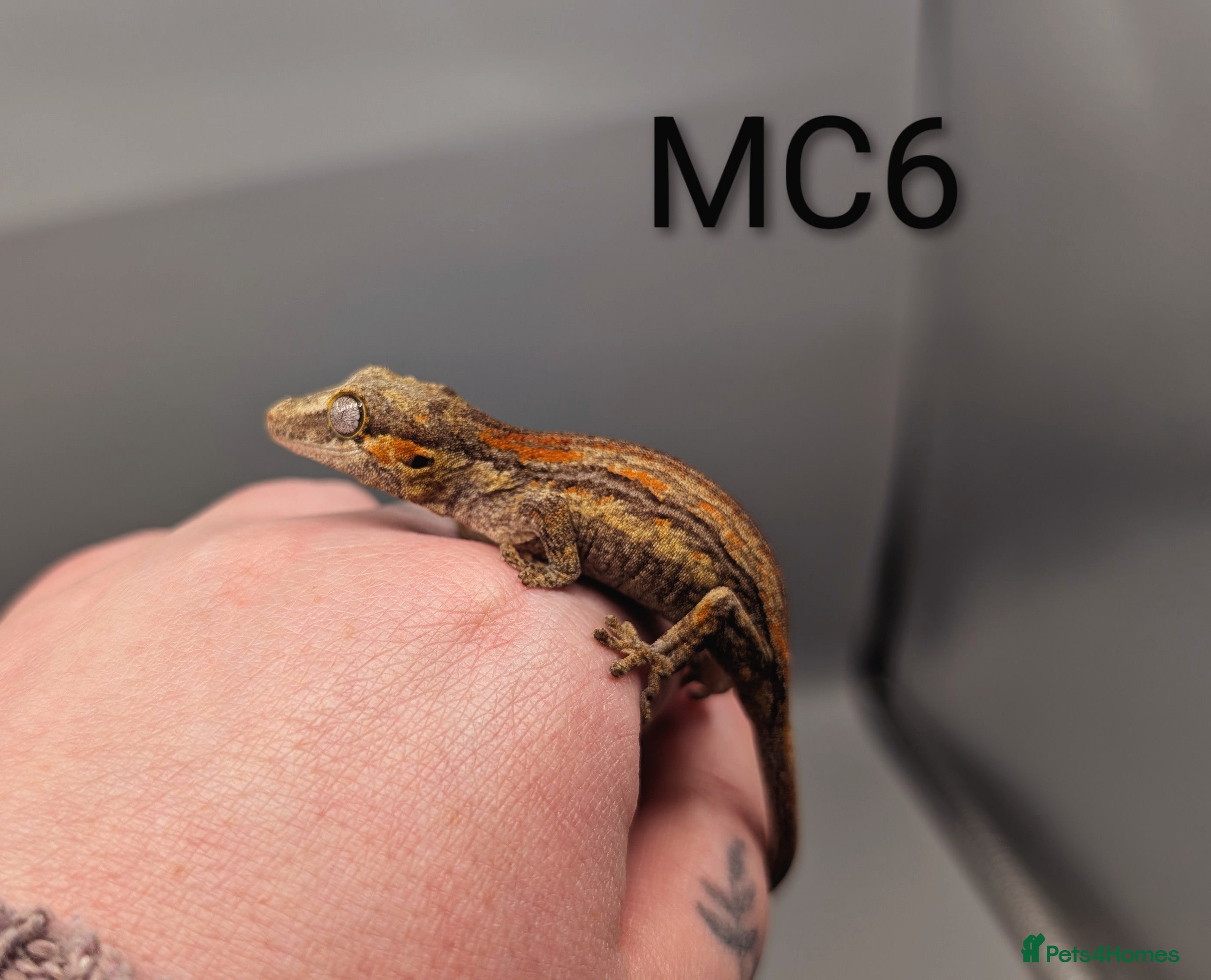 Gecko reptiles Orange Stripe Gargoyle Gecko CB25  - Advert 7