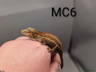 Gecko reptiles Orange Stripe Gargoyle Gecko CB25 - Advert 7