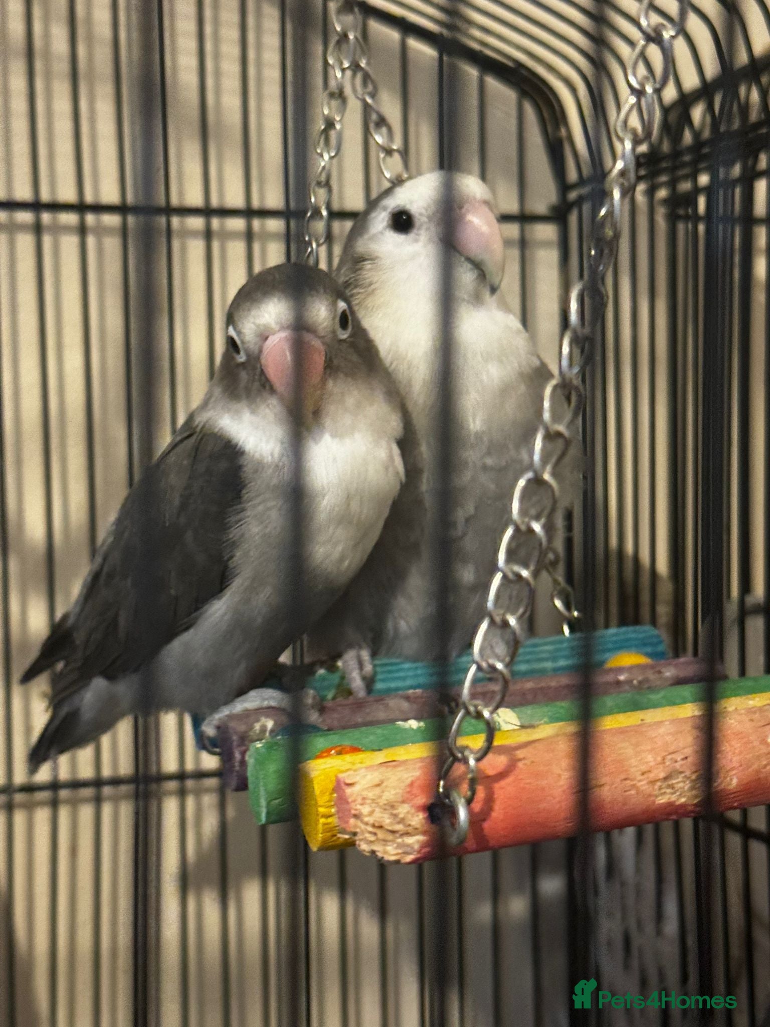 Lovebirds birds Grey white lovebirds - Advert 2