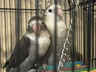 Lovebirds birds Grey white lovebirds - Advert 1