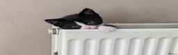 Mixed Breed cats for sale: Black and white kittens for sale - Advert 3