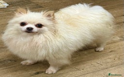 Pomeranian dogs for adoption: Alica – The Tiny Soul Who Survived the Unthinkable - Image 3