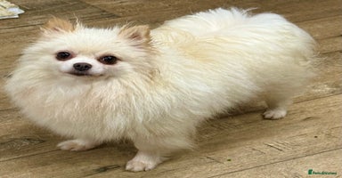 Pomeranian dogs - Advert 2