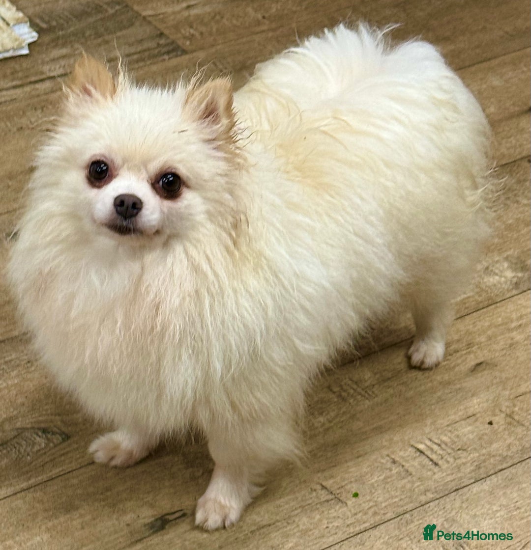 Pomeranian dogs for adoption: Alica – The Tiny Soul Who Survived the Unthinkable - Image 3