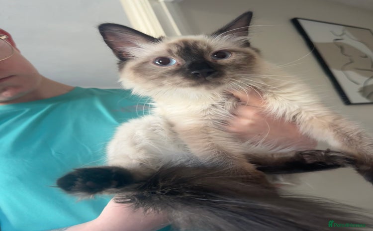Ragdoll cats - Advert 1