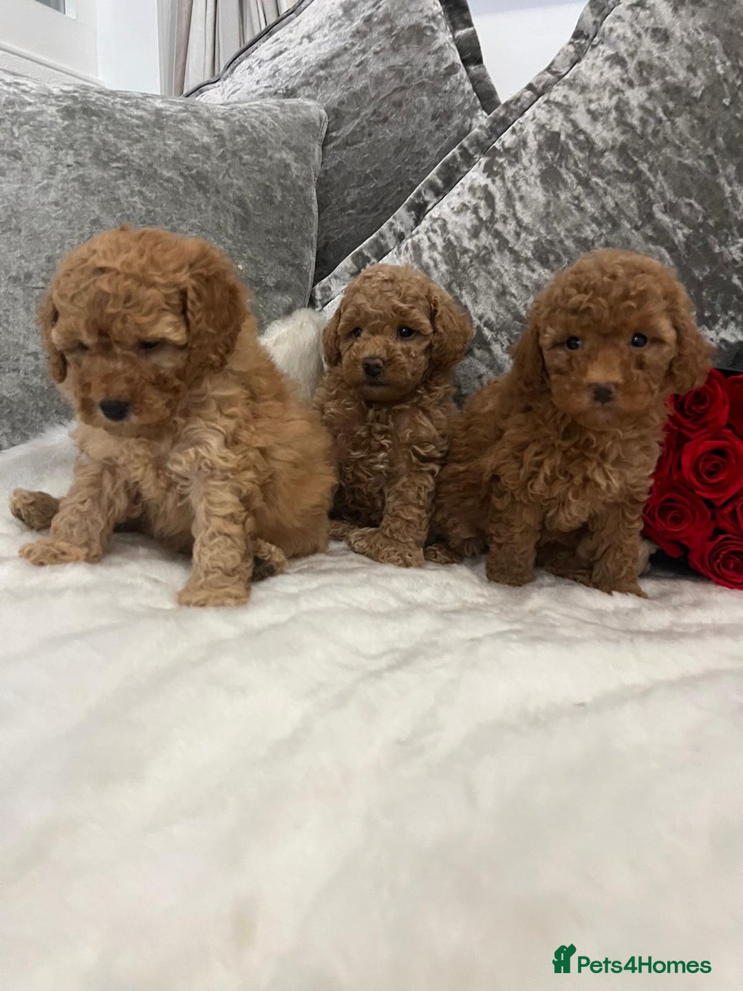 Cavapoo dogs for sale: Mixed litter ofBeautiful cavapoo  - Advert 2
