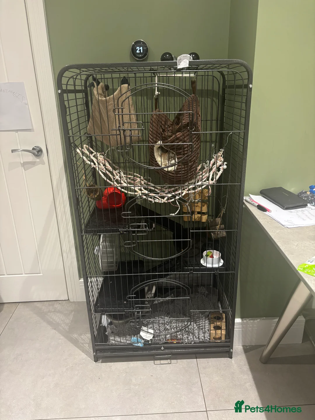 Rat rodents for sale: Gorgeous Girls - Advert 4