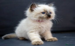 Ragdoll cats for sale: Beautiful ragdoll kittens  - Image 6