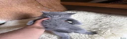 British Shorthair cats for sale: TICA registered Champion Bloodline BSH Kittens - Advert 21