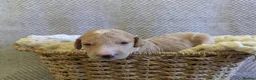Poochon dogs for sale: F1 Poochon Puppies - Advert 16