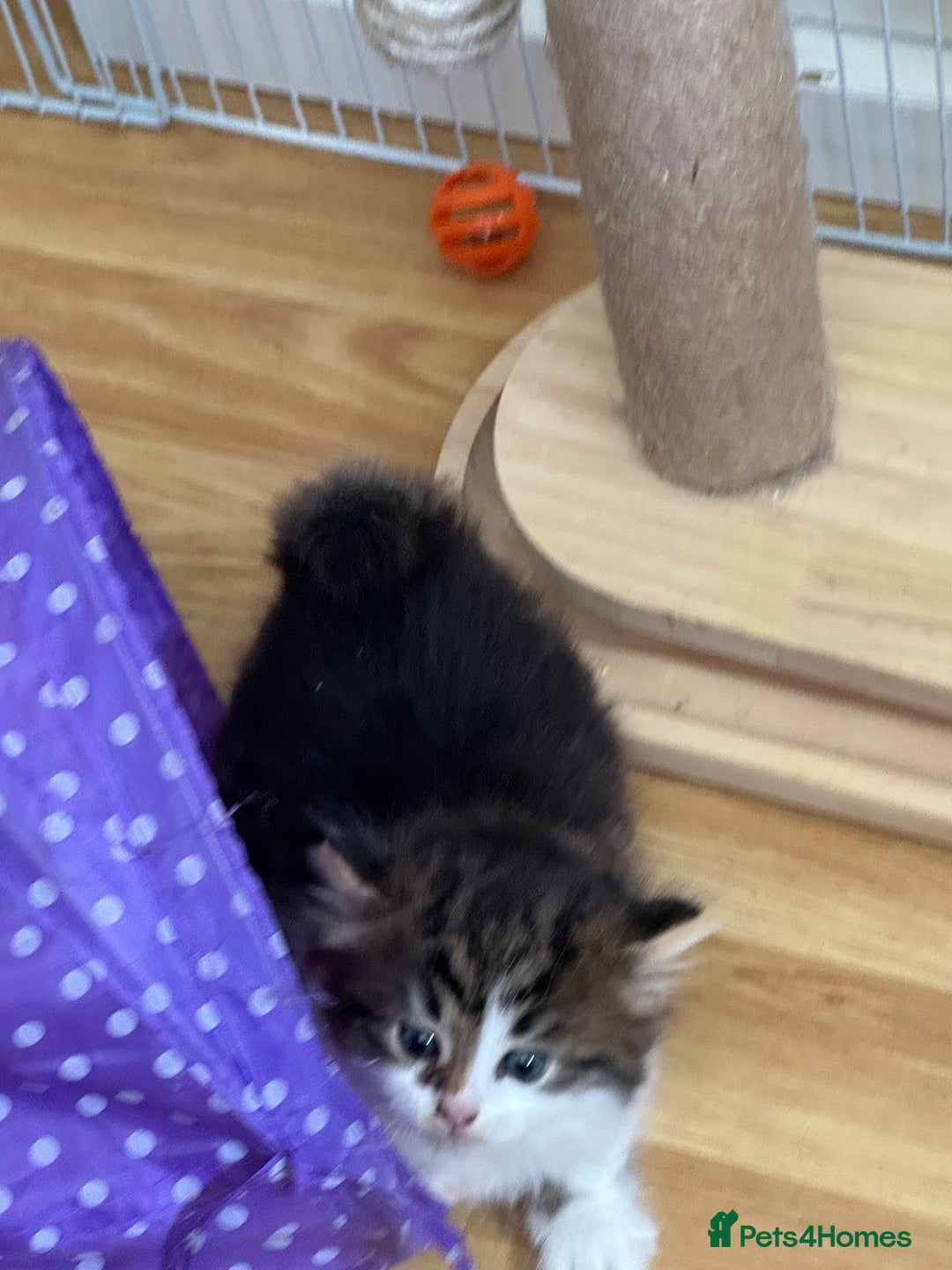 British Longhair cats for sale: Ready Now!! Beautiful BLH Kittens 💜🐾 - Image 12