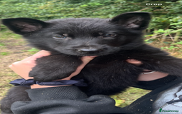 German Shepherd dogs for sale: German shepherd puppies  - Image 1
